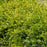Boxwood, Green Gem Boxwood