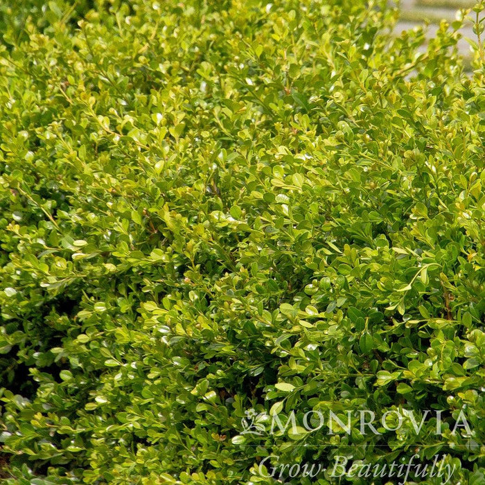 Boxwood, Green Gem Boxwood