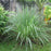 Grass, Lemongrass