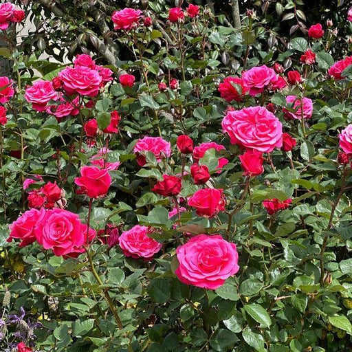 Rose, Showpiece™ Lipstick Rose