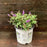 Butterfly Bush, Pugster Blue® Dwarf Butterfly Bush