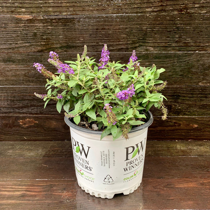 Butterfly Bush, Pugster Blue® Dwarf Butterfly Bush