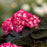 Hydrangea macrophylla 'Bailmacseven'  - First Editions® Eclipse® Hydrangea