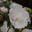 Hibiscus, White Chiffon® Rose of Sharon
