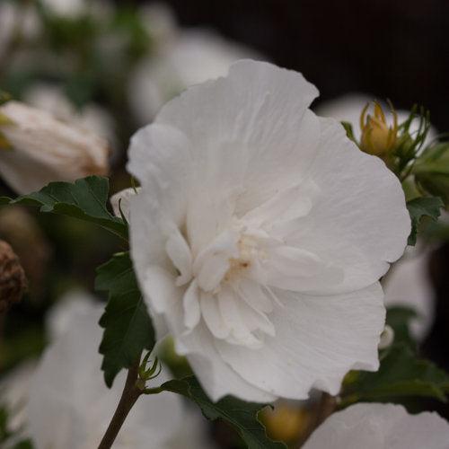 Hibiscus, White Chiffon® Rose of Sharon