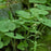 Wild Ginger