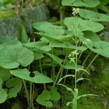 Wild Ginger