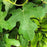Fig, Chicago Hardy Fig