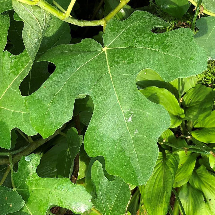Fig, Chicago Hardy Fig