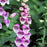 Foxglove, Dalmatian Purple Foxglove