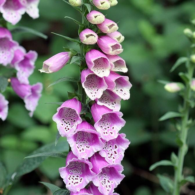 Foxglove, Dalmatian Purple Foxglove