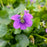 Violet, Common Blue Violet