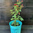 Blackberry, Bushel and Berry® Baby Cakes® Thornless Blackberry