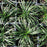 Grass, Dwarf Mondo Grass