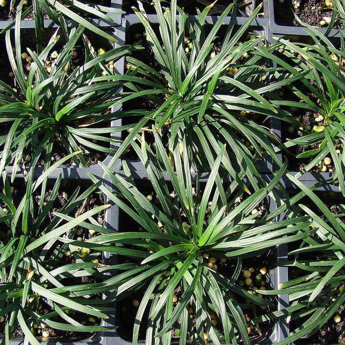 Grass, Dwarf Mondo Grass