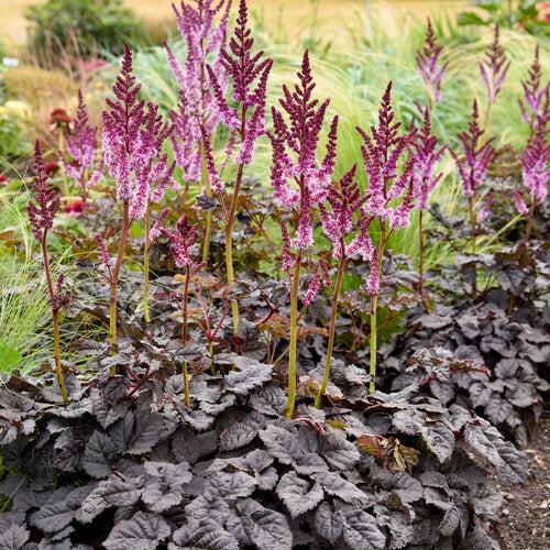 Astilbe, Dark Side of the Moon Astilbe
