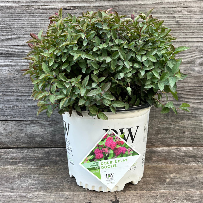 Spirea, Double Play® Doozie Spirea