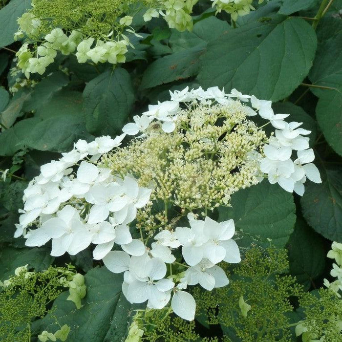 Hydrangea, Haas' Halo Hydrangea
