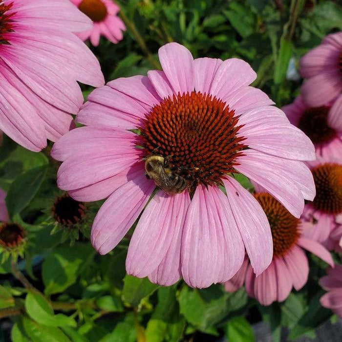 Coneflower, Prairie Splendor Echinacea