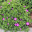Cranesbill, Max Frei Bloody Cranesbill