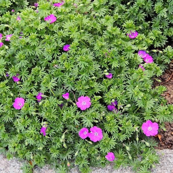 Cranesbill, Max Frei Bloody Cranesbill