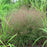 Grass, Purple Lovegrass