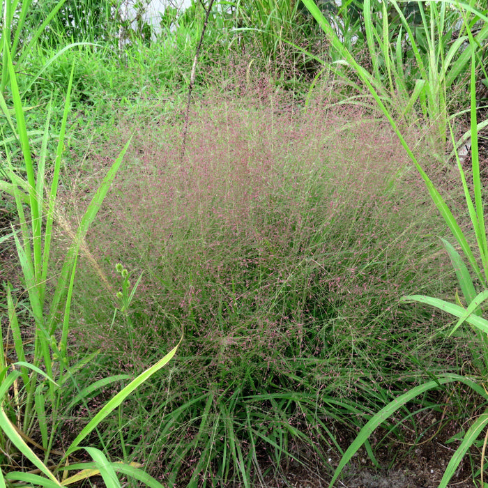 Grass, Purple Lovegrass