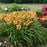 Daylily, Rainbow Rhythm® Tiger Swirl Daylily