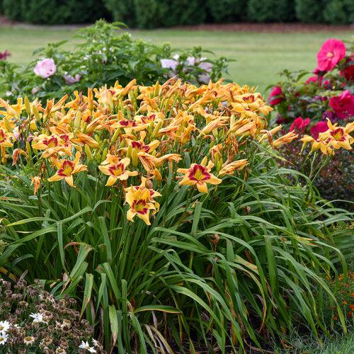 Daylily, Rainbow Rhythm® Tiger Swirl Daylily