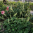 Coral Bells, Autumn Bride Coral Bells