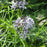 Blue Star, Threadleaf Blue Star, Arkansas Blue Star