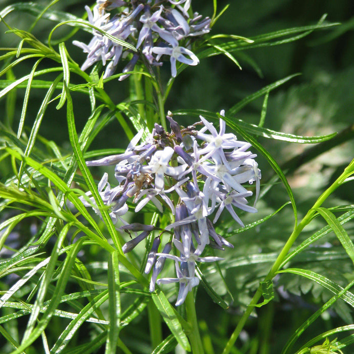 Blue Star, Threadleaf Blue Star, Arkansas Blue Star