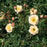 Rose, Flower Carpet® Amber Rose