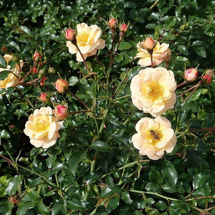 Rose, Flower Carpet Amber Rose Mackey's Rose, Flower Carpet Amber Rose Mackey's