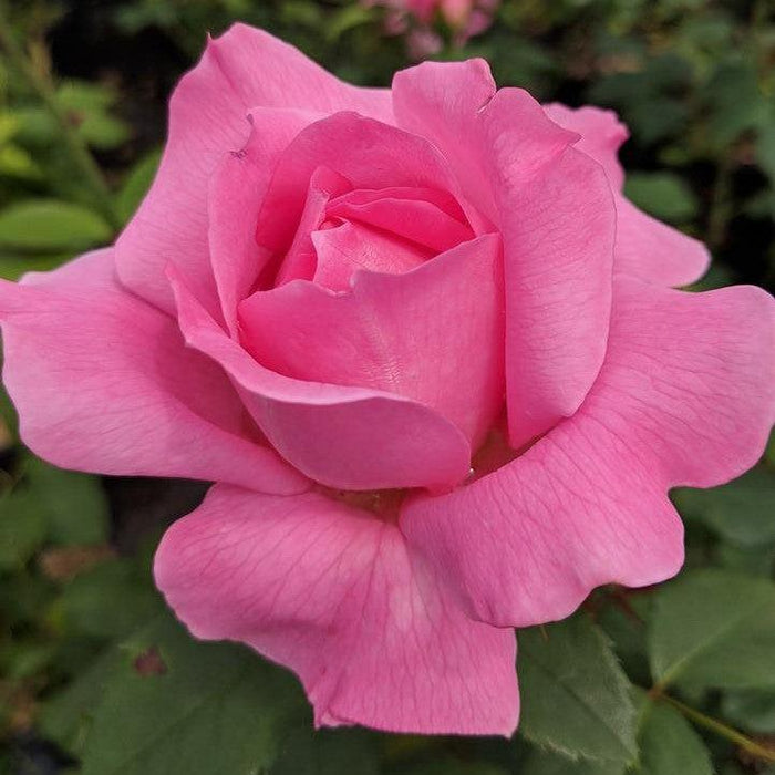 Rose, True Inspiration Rose