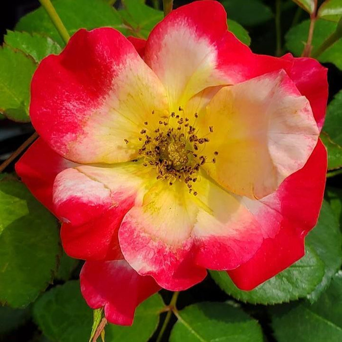 Rose, Campfire Rose