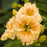 Daylily, Rainbow Rhythm® Orange Smoothie Daylily