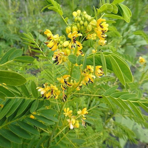 Senna hebecarpa  - Wild Senna