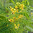 Senna hebecarpa  - Wild Senna