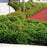 Dogwood, Kelseyi Red Twig Dogwood