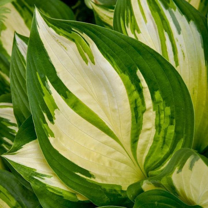 Hosta, PW® Shadowland® Miss America Hosta