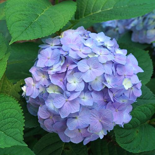 Hydrangea, Let's Dance® Sky View® Macrophylla Hydrangea
