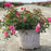 Rose, Sweet Drift® Rose