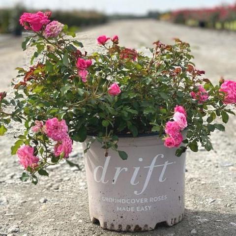 Rose, Sweet Drift® Rose