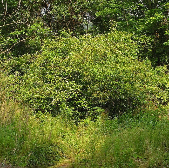 Dogwood, Silky Dogwood