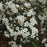 Weigela florida 'SMNWFGC'  - Wine & Spirits® Weigela