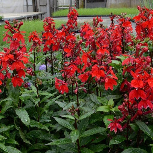 Cardinal Flower, Starship™ Scarlet Cardinal Flower
