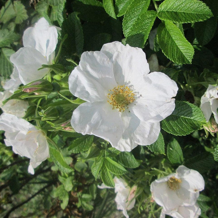 Rose, White Rugosa Rose