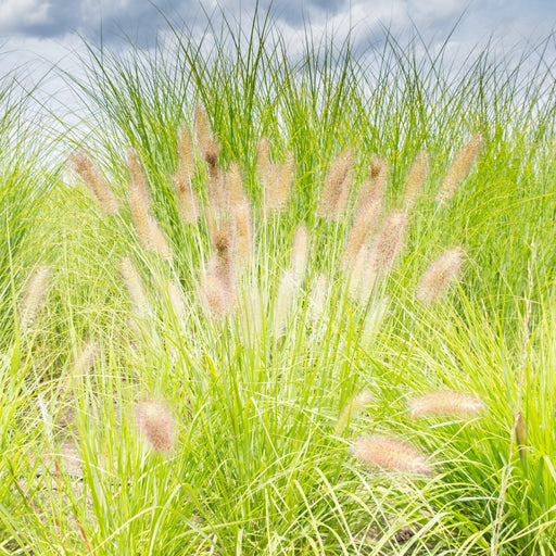 Grass, Lumen Gold™ Fountain Grass
