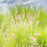 Grass, Lumen Gold™ Fountain Grass